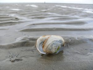 tideland-wattenmeer-4-1353112-1280x960-1-300x225 Startseite_2023